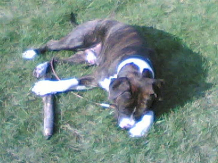 Amerikansk staffordshire terrier Chucky - "Selv om det ser ud som om jeg sover skal du ikke være i tvivl. Det er MIN pind." billede 14