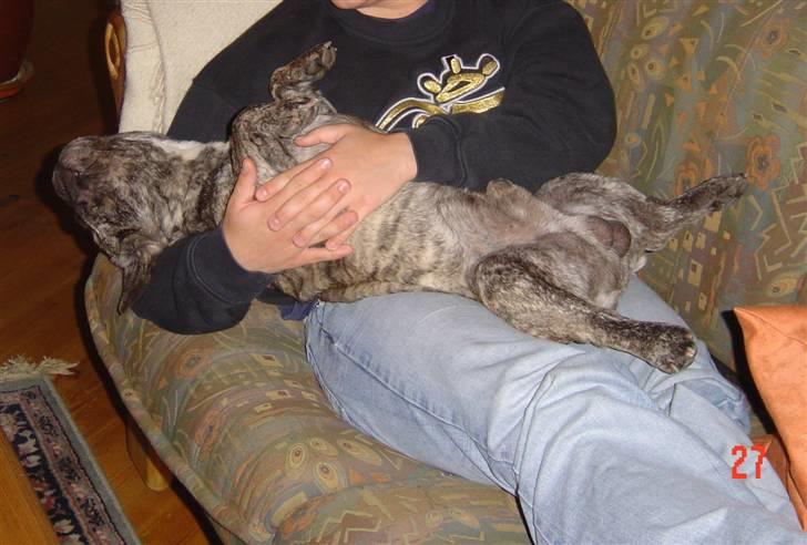 Fransk bulldog Ludvig (Miccalah Bastian) billede 10