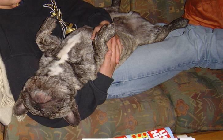 Fransk bulldog Ludvig (Miccalah Bastian) billede 11