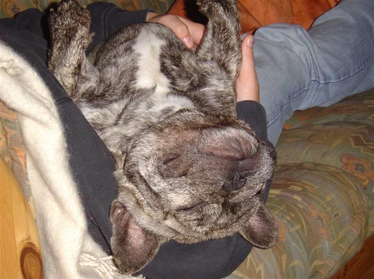 Fransk bulldog Ludvig (Miccalah Bastian) billede 12