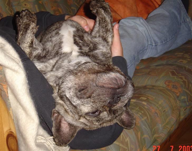 Fransk bulldog Ludvig (Miccalah Bastian) billede 13