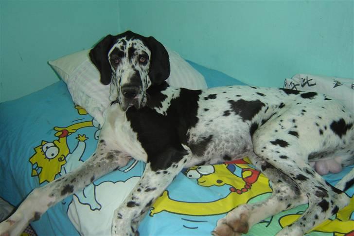 Grand danois Hektor billede 7