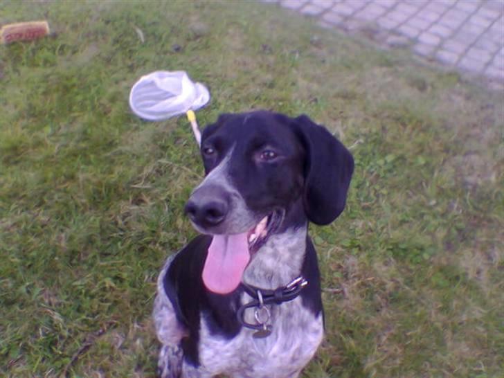 Blanding af racer noa <3*RIP*<3 billede 5