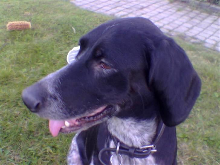 Blanding af racer noa <3*RIP*<3 billede 6