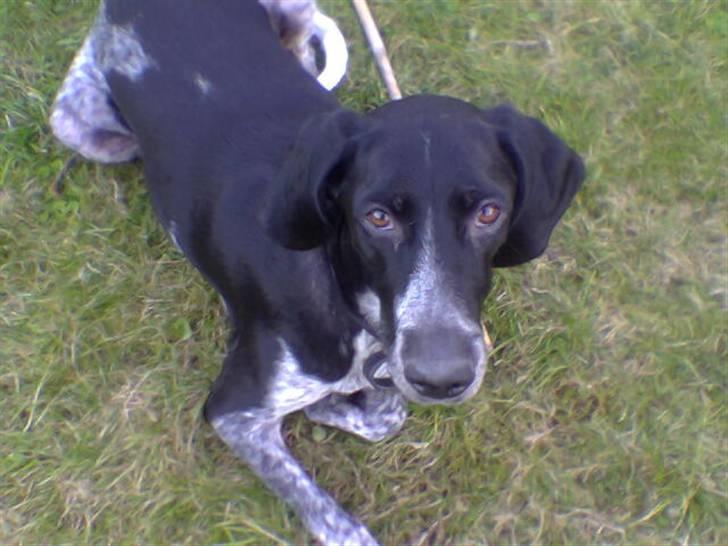 Blanding af racer noa <3*RIP*<3 billede 7