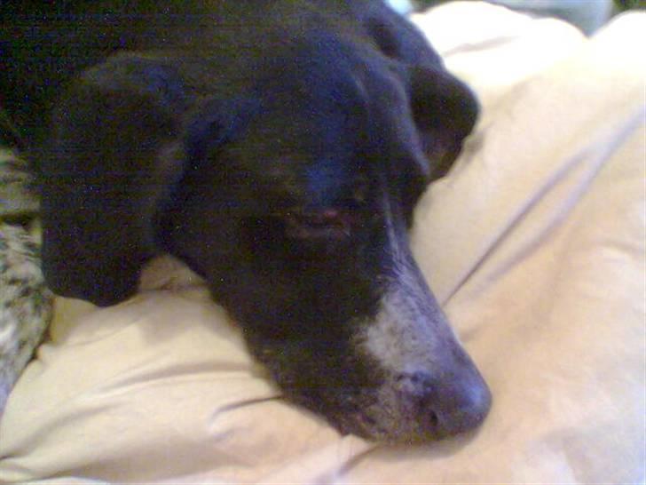 Blanding af racer noa <3*RIP*<3 billede 8