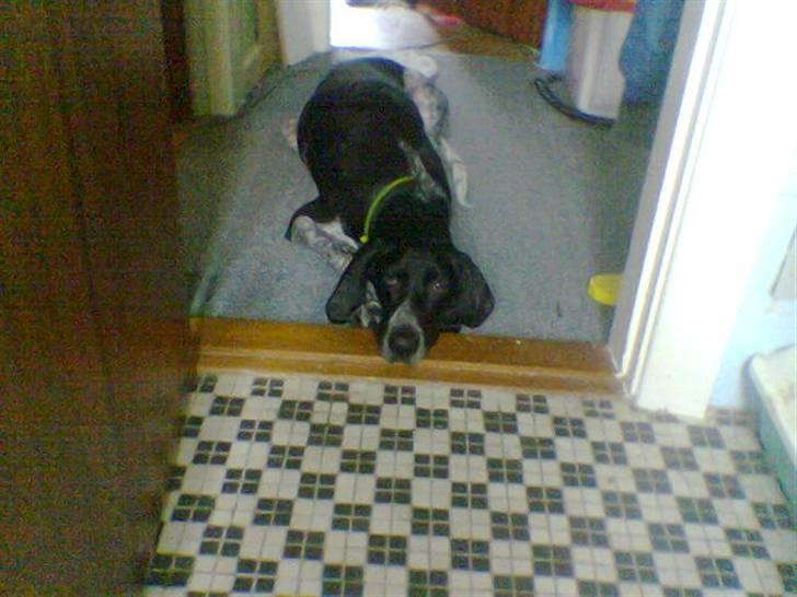 Blanding af racer noa <3*RIP*<3 billede 9