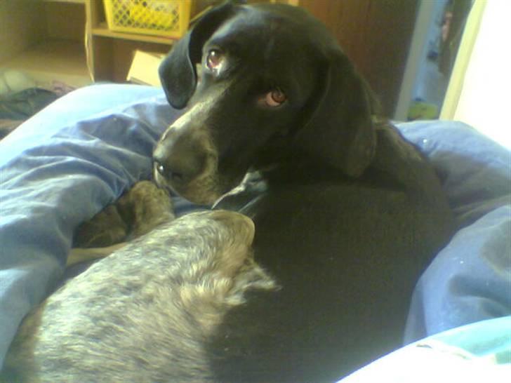 Blanding af racer noa <3*RIP*<3 billede 10