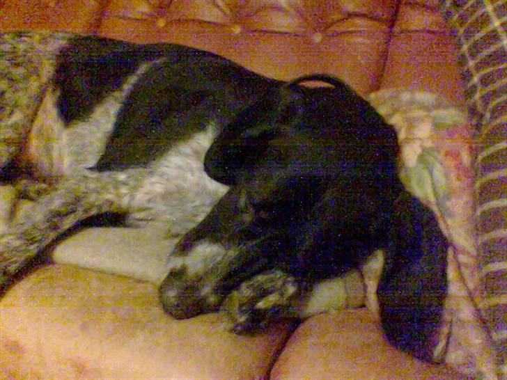 Blanding af racer noa <3*RIP*<3 billede 11
