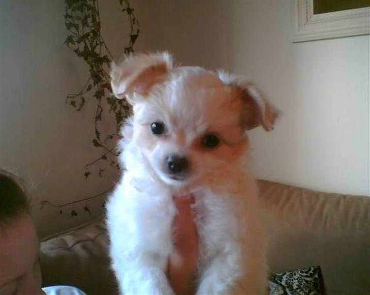 Blanding af racer Chikita - Sov sødt lille Lucky billede 19