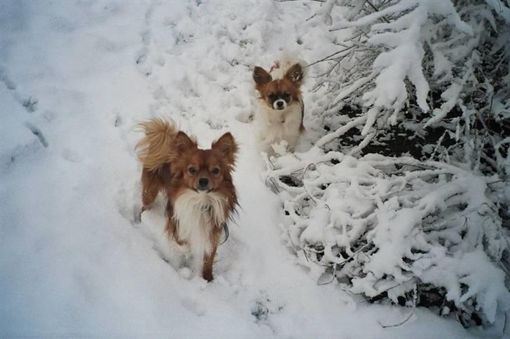 Blanding af racer Chikita billede 20