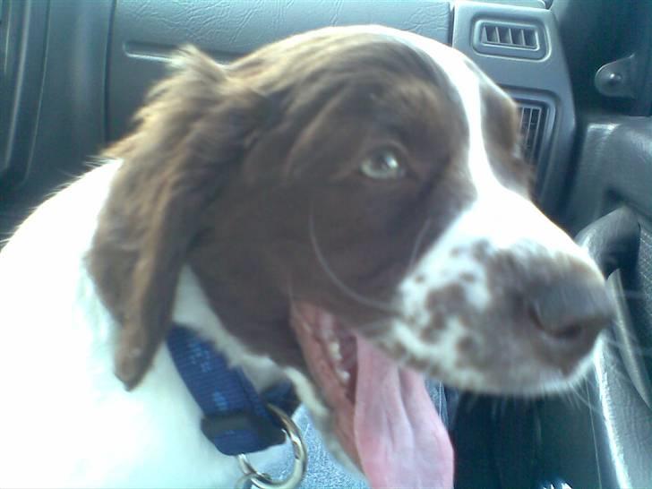 Blanding af racer Scoopy-doo - velkommen til scoopy-doo´s profil billede 1