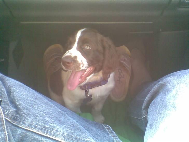 Blanding af racer Scoopy-doo billede 2