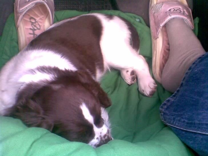 Blanding af racer Scoopy-doo billede 3