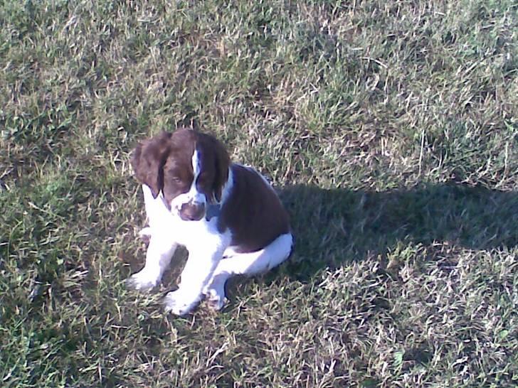 Blanding af racer Scoopy-doo billede 4