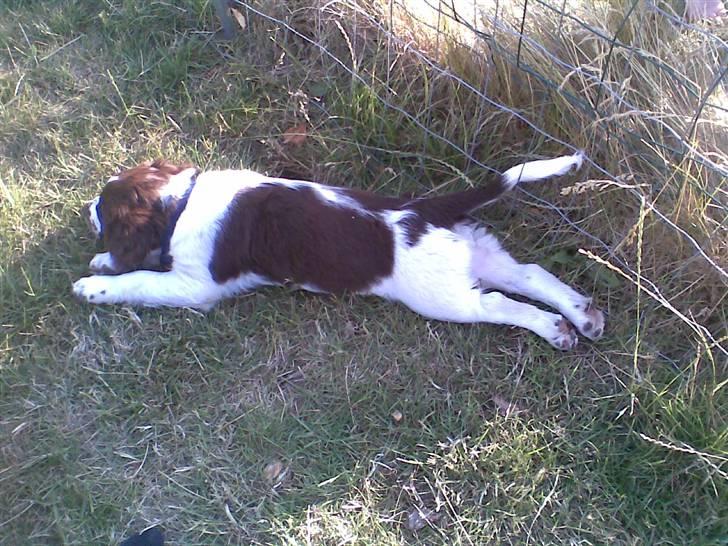 Blanding af racer Scoopy-doo billede 5