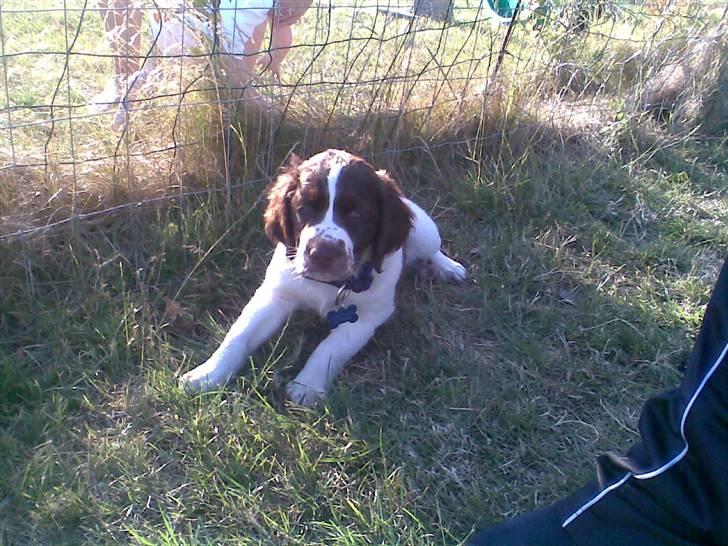 Blanding af racer Scoopy-doo billede 6