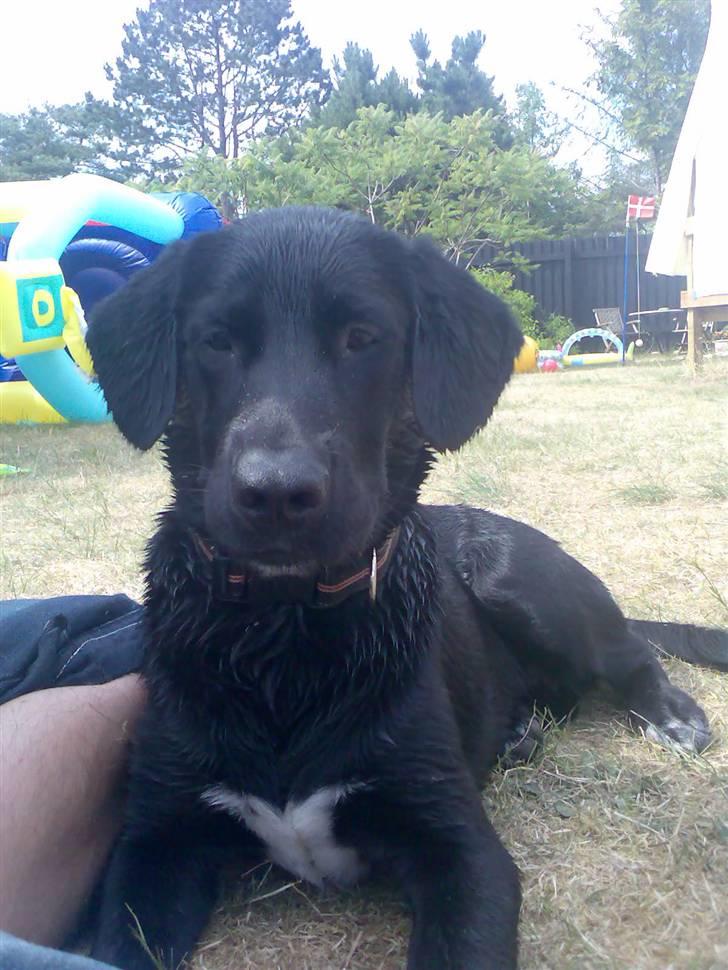 Blanding af racer Turk - Turk 12.juli har lige været i havet for første gang og elskede det billede 1