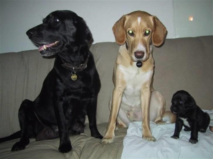 Blanding af racer Turk - Turk med sine forældre billede 2