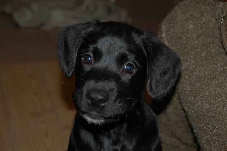 Blanding af racer Turk - turk 9uger gammel billede 3