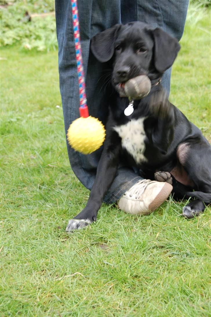 Blanding af racer Turk billede 4