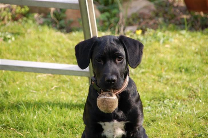 Blanding af racer Turk billede 5