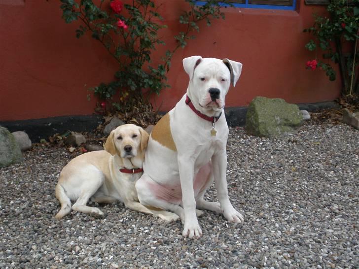 Amerikansk bulldog Winston C. billede 12