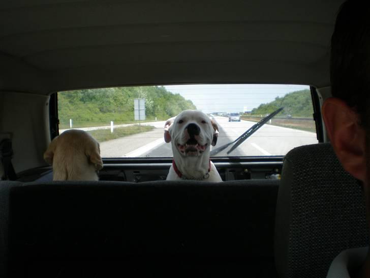 Amerikansk bulldog Winston C. billede 13