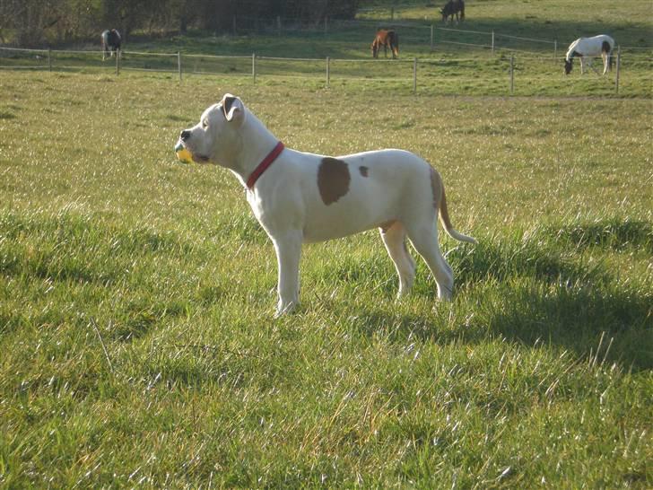 Amerikansk bulldog Winston C. billede 14