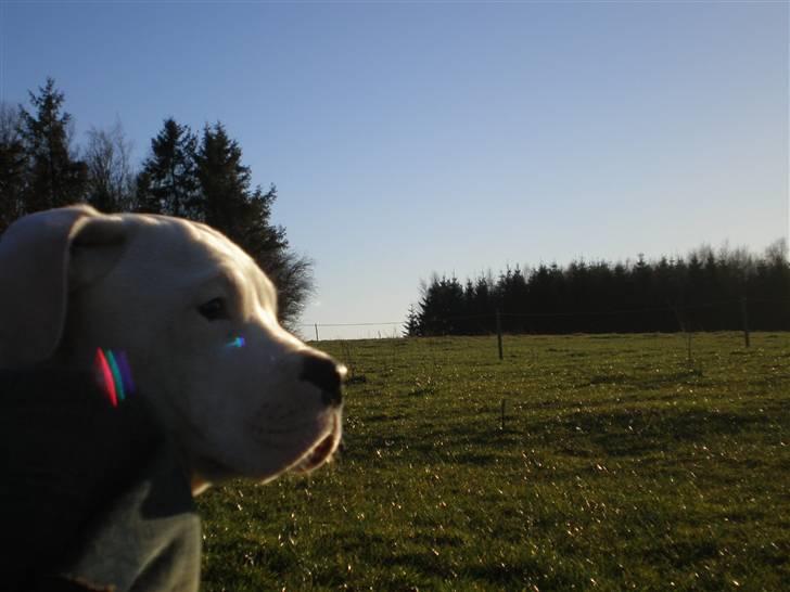 Amerikansk bulldog Winston C. billede 15