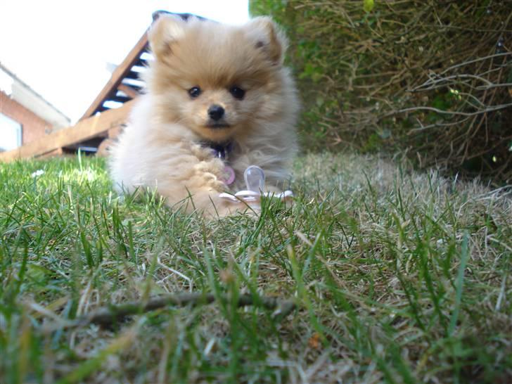 Pomeranian Naya Yasmin a.k.a. Naya billede 4