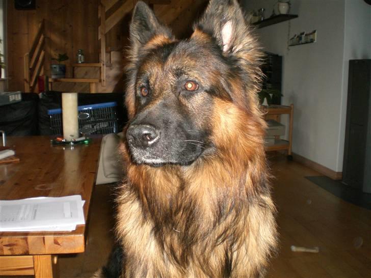 Schæferhund Weibrecht 's Ivo (Albert) billede 1