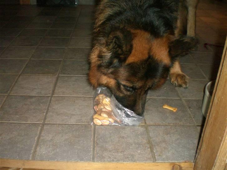 Schæferhund Weibrecht 's Ivo (Albert) - spiser sin fødselsdagsgave fra Mille :P billede 2
