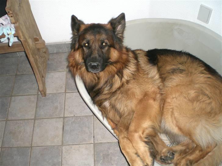 Schæferhund Weibrecht 's Ivo (Albert) billede 3