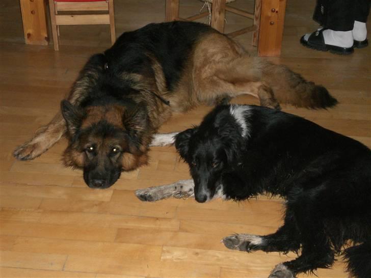 Schæferhund Weibrecht 's Ivo (Albert) billede 4