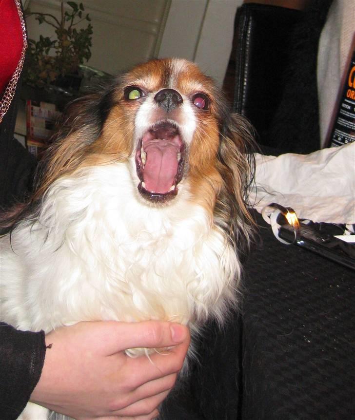 Papillon Bria - Synger med... "Vær velkommen Herrens år" billede 2