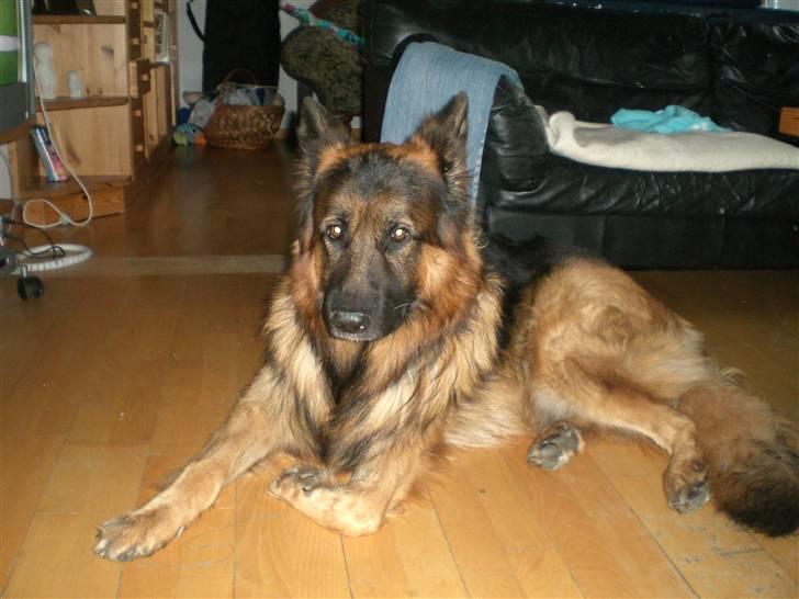 Schæferhund Weibrecht 's Ivo (Albert) billede 5