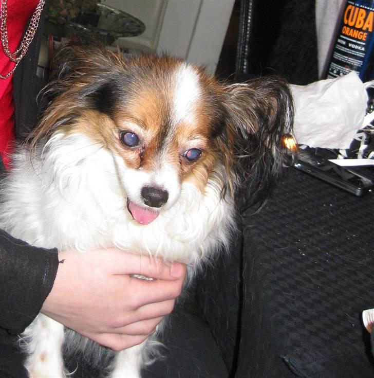 Papillon Bria - Puha... Det er godt nok hårdt at synge...  billede 3