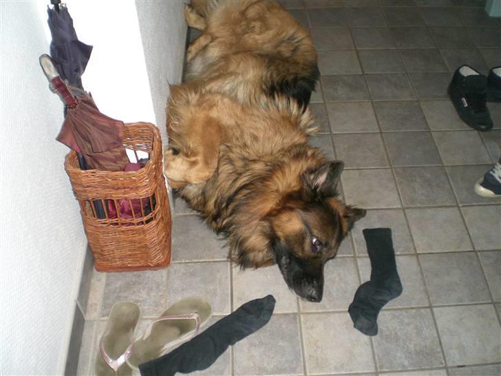 Schæferhund Weibrecht 's Ivo (Albert) billede 6