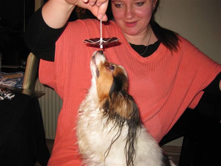 Papillon Bria - Hold nu op med det der... Giv mig nu bare den paraply! billede 4