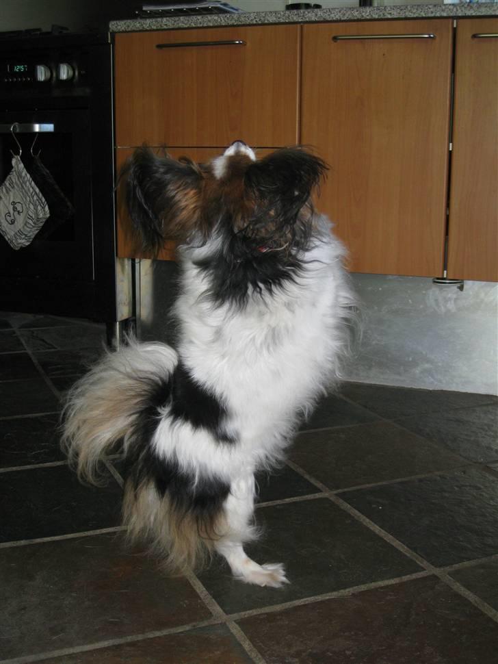 Papillon Bria - Jeg kan danse... :) billede 5