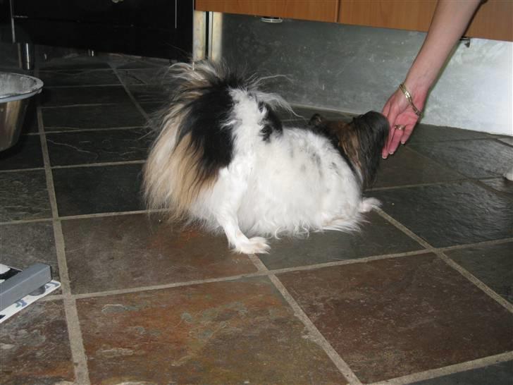 Papillon Bria - Efter dansen bukker jeg... billede 6