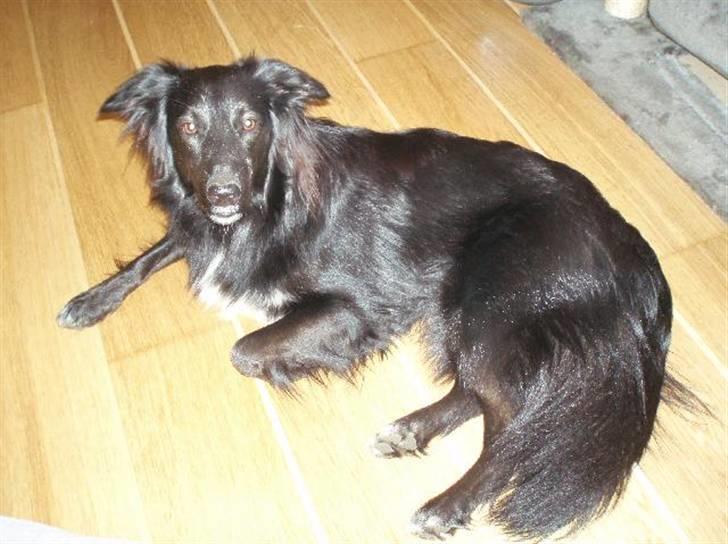 Border collie Qato billede 8