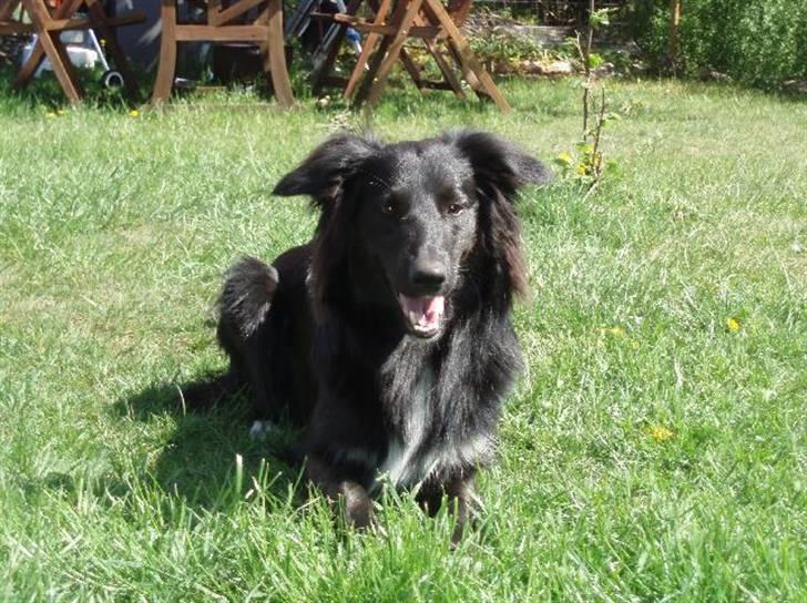 Border collie Qato billede 9