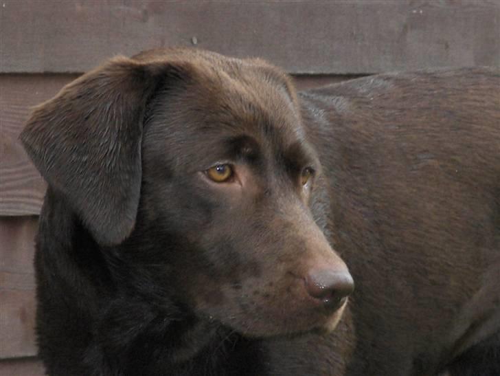 Labrador retriever *Formel 1* Sally (sørøver sally) billede 14