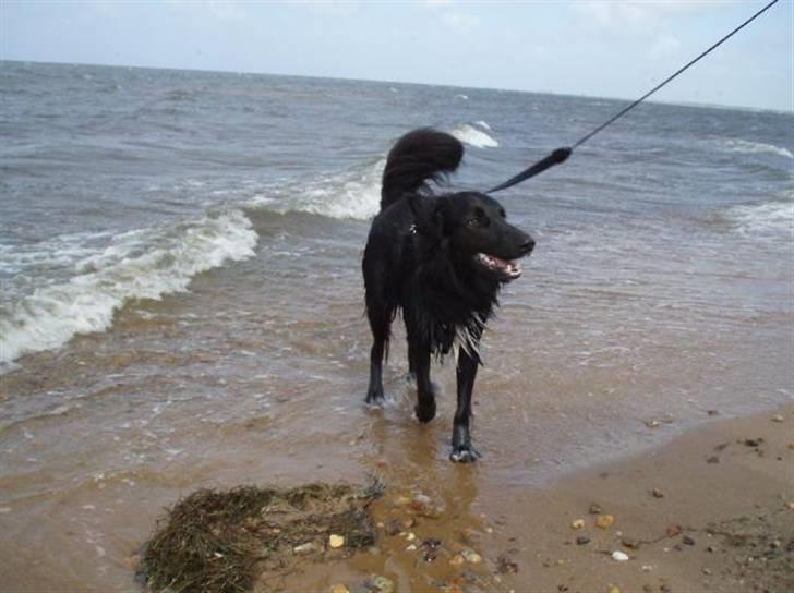 Border collie Qato billede 10