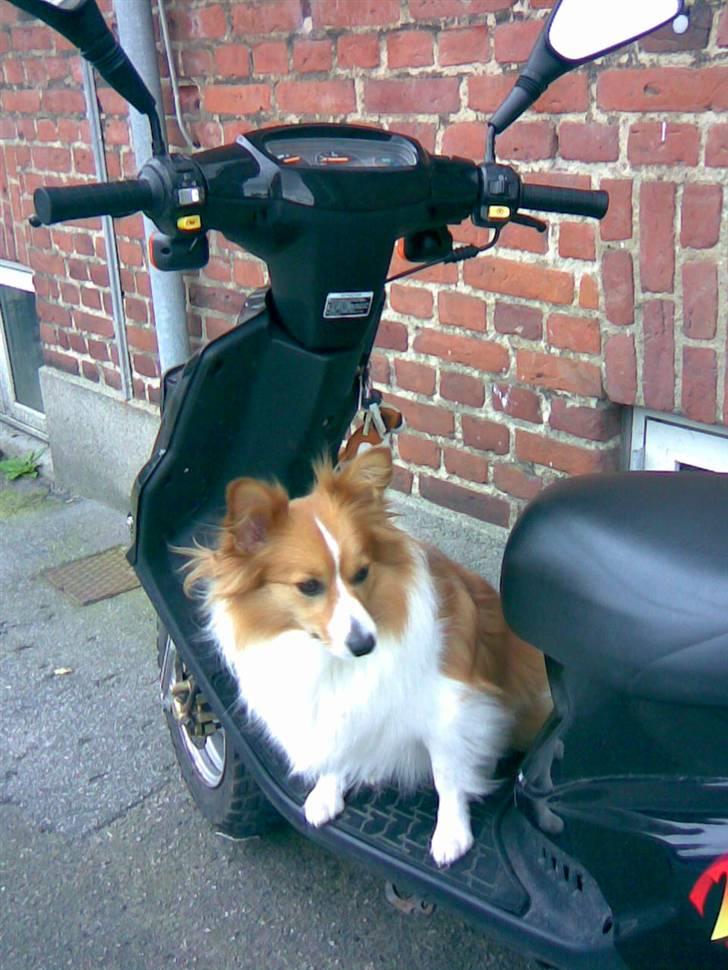 Blanding af racer Lady billede 18