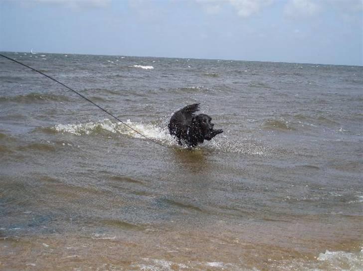 Border collie Qato billede 11