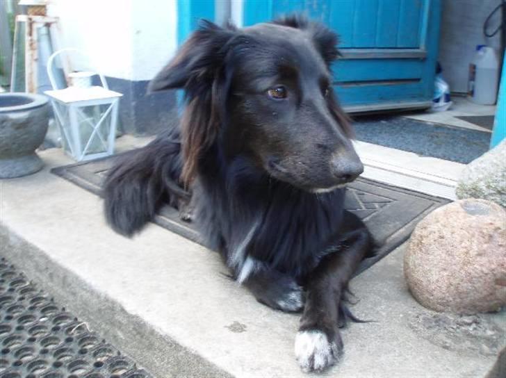 Border collie Qato billede 12