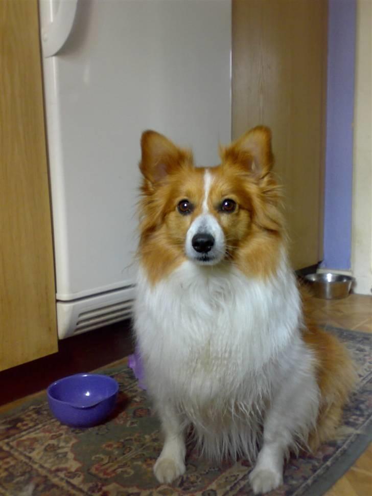 Blanding af racer Lady billede 19